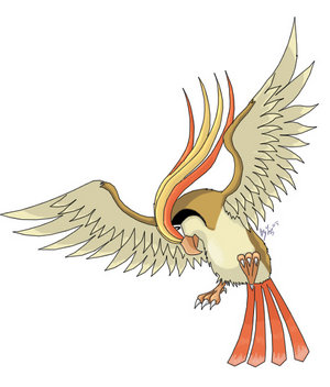 pidgeot